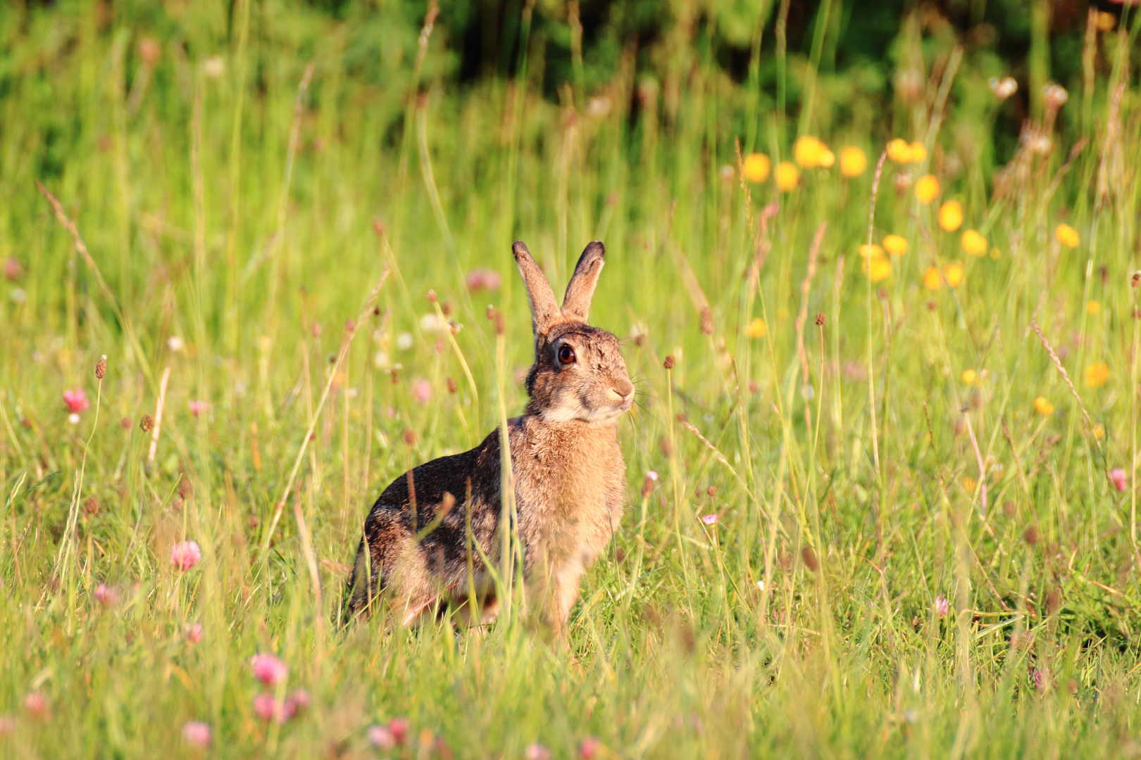 Wildkaninchen oder Feldhase?