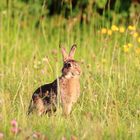 Wildkaninchen oder Feldhase?