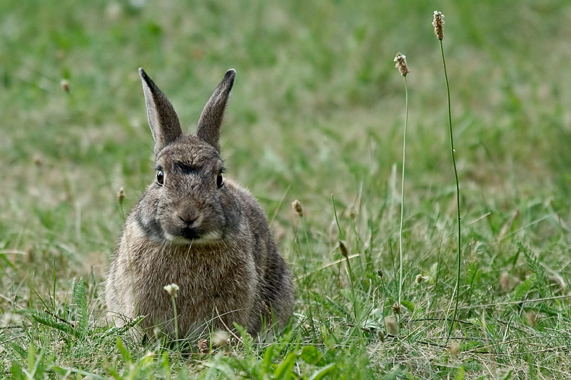 Wildkaninchen (Oryctolagus cuniculus)