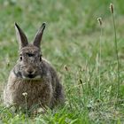 Wildkaninchen (Oryctolagus cuniculus)