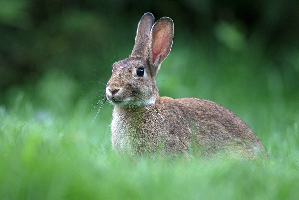 Wildkaninchen (Oryctolagus cuniculus)