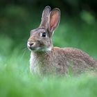 Wildkaninchen (Oryctolagus cuniculus)