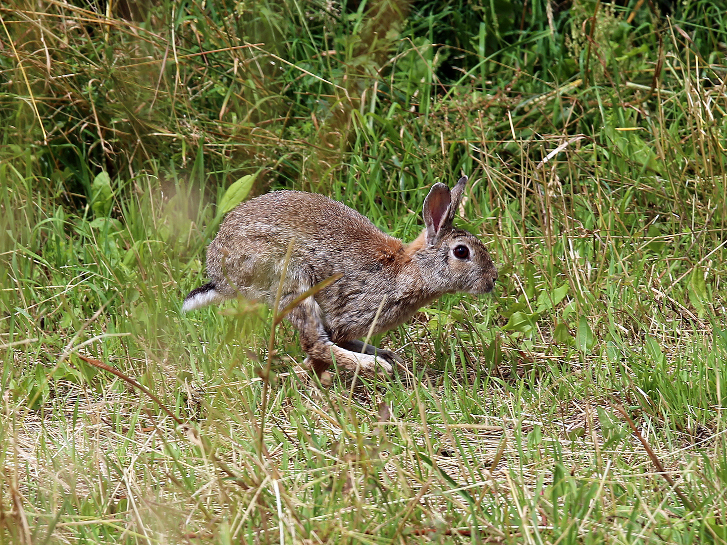 Wildkaninchen (Oryctolagus cuniculus)