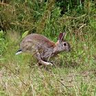 Wildkaninchen (Oryctolagus cuniculus)