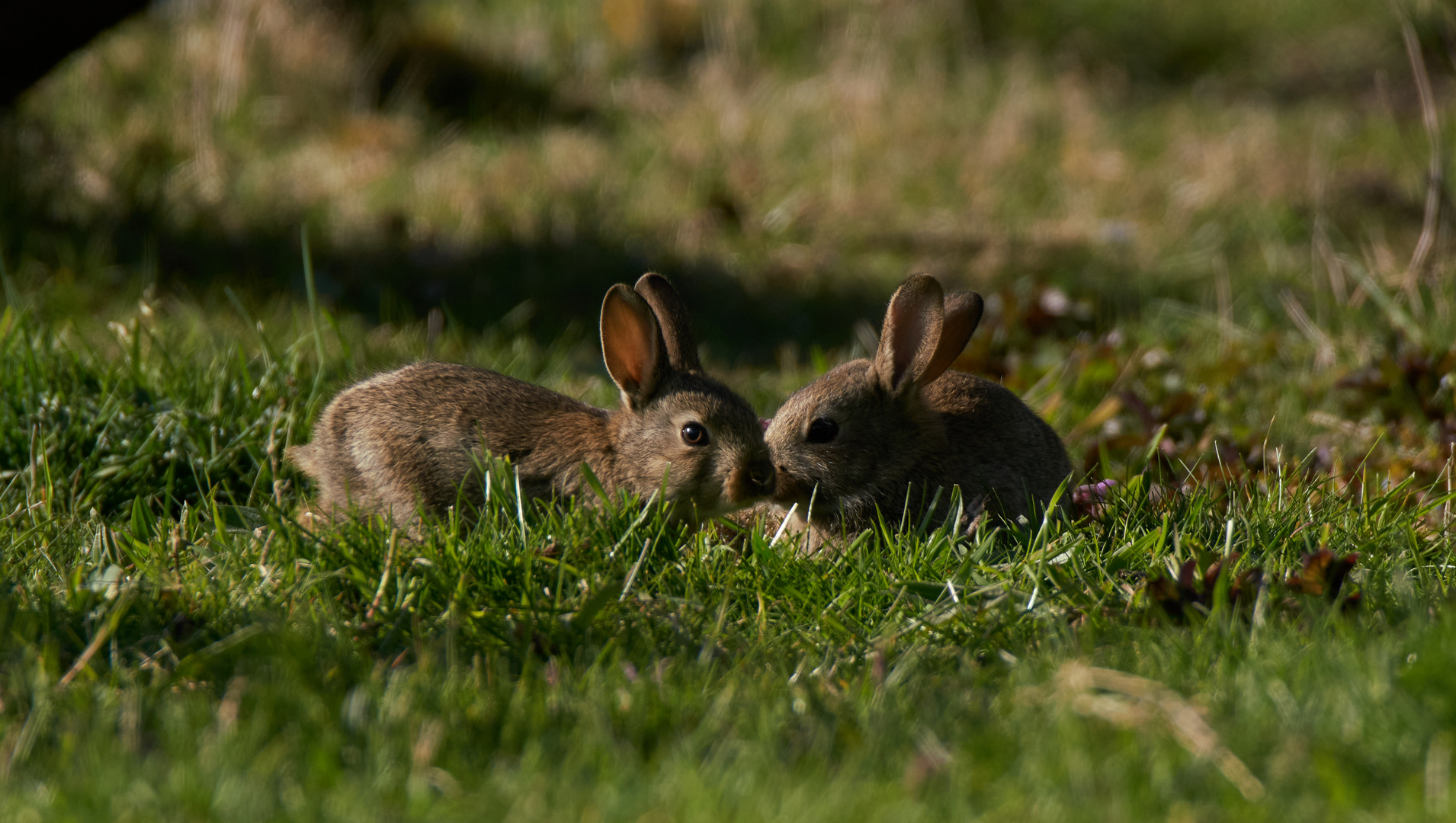 Wildkaninchen (Oryctolagus cuniculus)