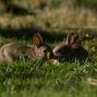 Wildkaninchen (Oryctolagus cuniculus)