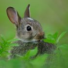 Wildkaninchen (Oryctolagus cuniculus)