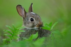 Wildkaninchen (Oryctolagus cuniculus)