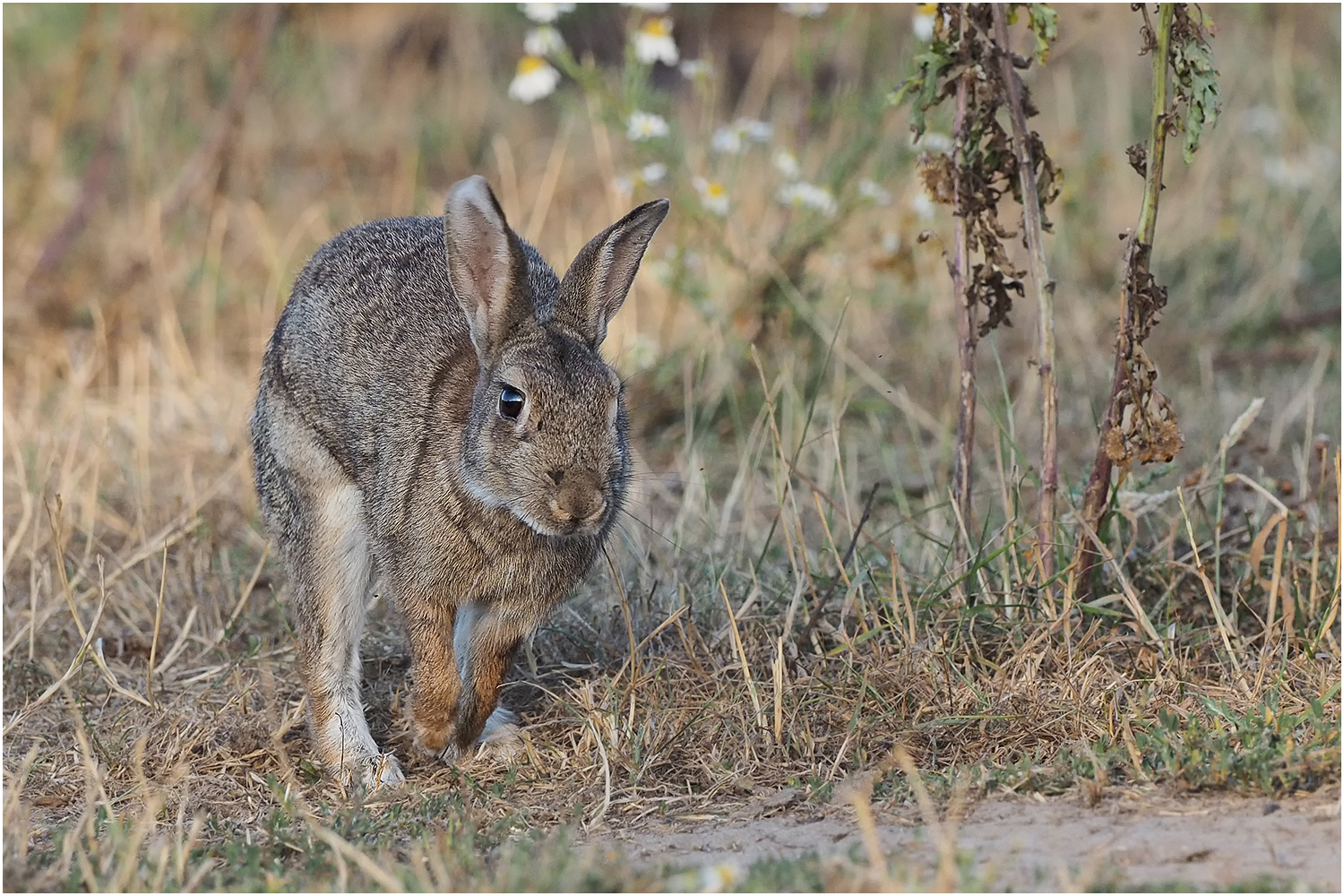 Wildkaninchen (Oryctolagus cuniculus)