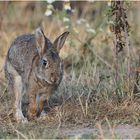 Wildkaninchen (Oryctolagus cuniculus)