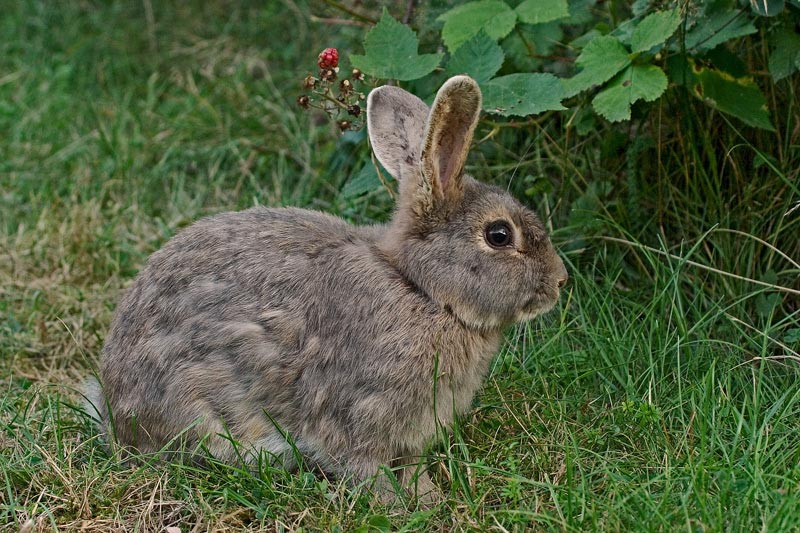 Wildkaninchen (Oryctolagus cuniculus)