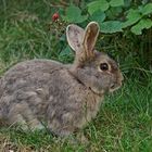 Wildkaninchen (Oryctolagus cuniculus)