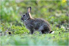 Wildkaninchen (Oryctolagus cuniculus)