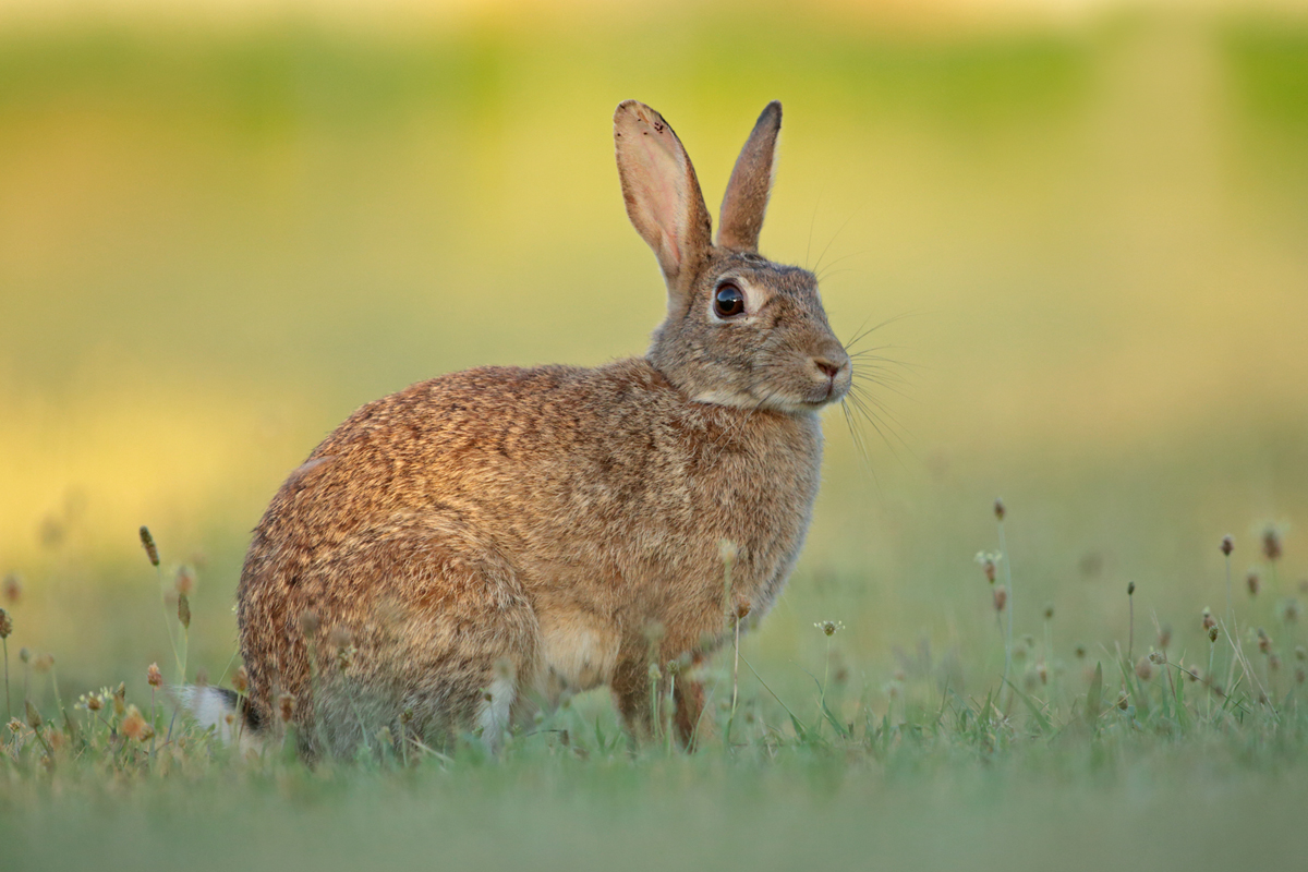 Wildkaninchen (Oryctolagus cuniculus)