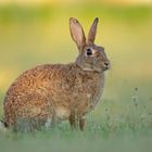 Wildkaninchen (Oryctolagus cuniculus)