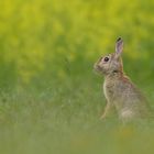 ~Wildkaninchen (Oryctolagus cuniculus)~