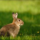 Wildkaninchen {Oryctolagus cuniculus}