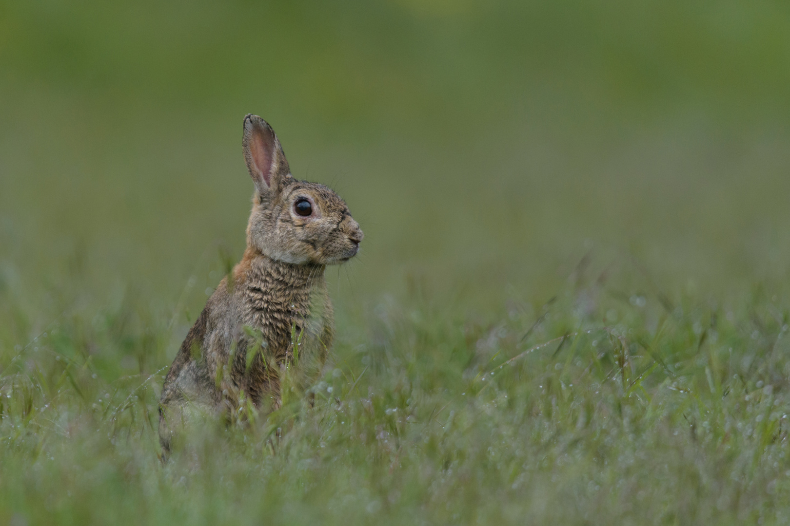 ~Wildkaninchen (Oryctolagus cuniculus)~