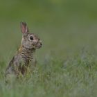 ~Wildkaninchen (Oryctolagus cuniculus)~