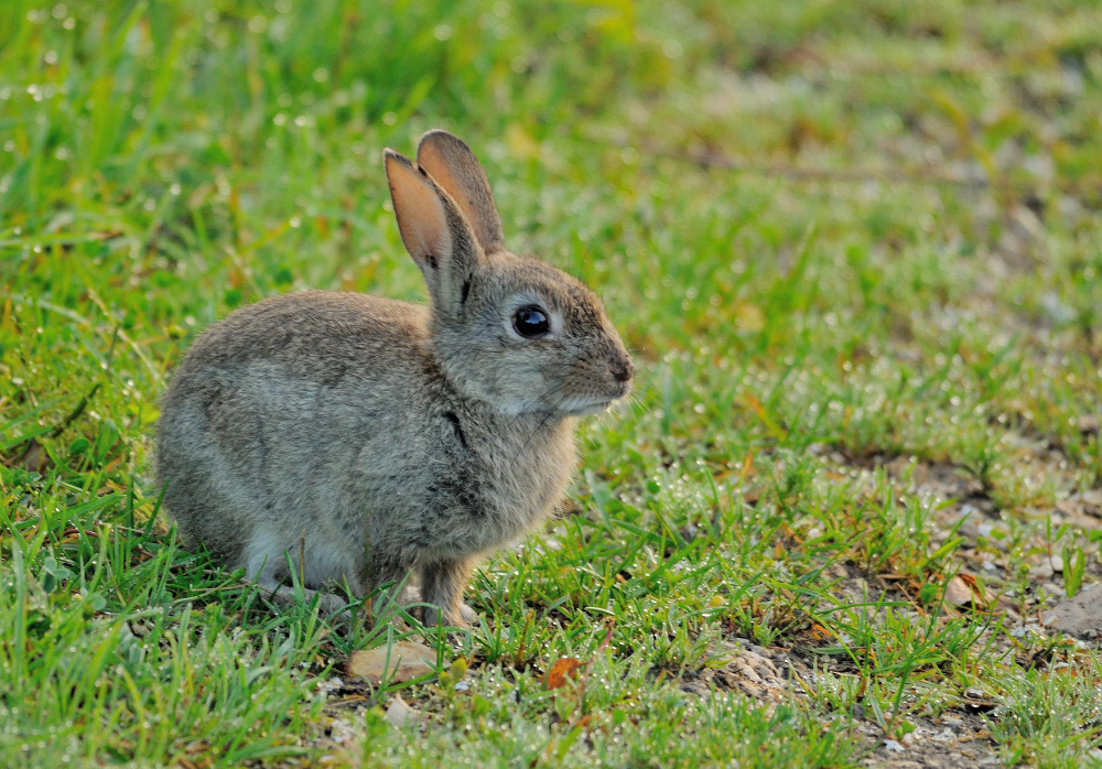 Wildkaninchen (Oryctolagus cuniculus)