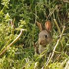 WILDKANINCHEN  ( Oryctolagus cuniculus )