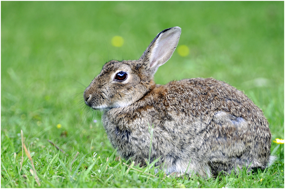 Wildkaninchen. (Oryctolagus cuniculus)