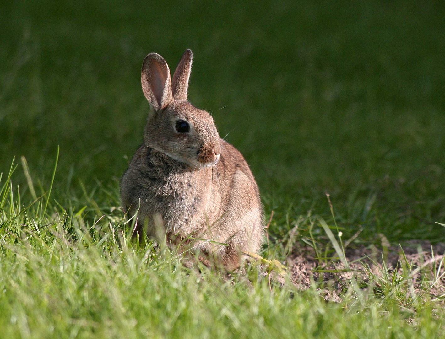 Wildkaninchen (Oryctolagus cuniculus)