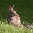 Wildkaninchen (Oryctolagus cuniculus)