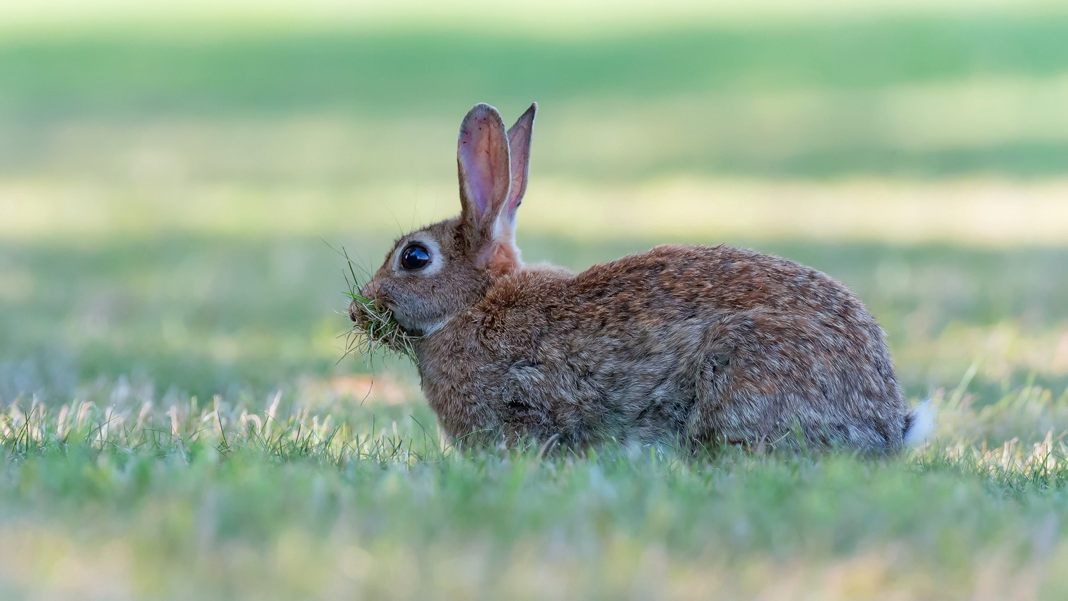 Wildkaninchen (Oryctolagus cuniculus)