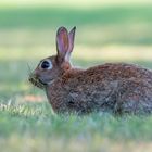 Wildkaninchen (Oryctolagus cuniculus)