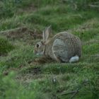 Wildkaninchen / Oryctolagus cuniculus