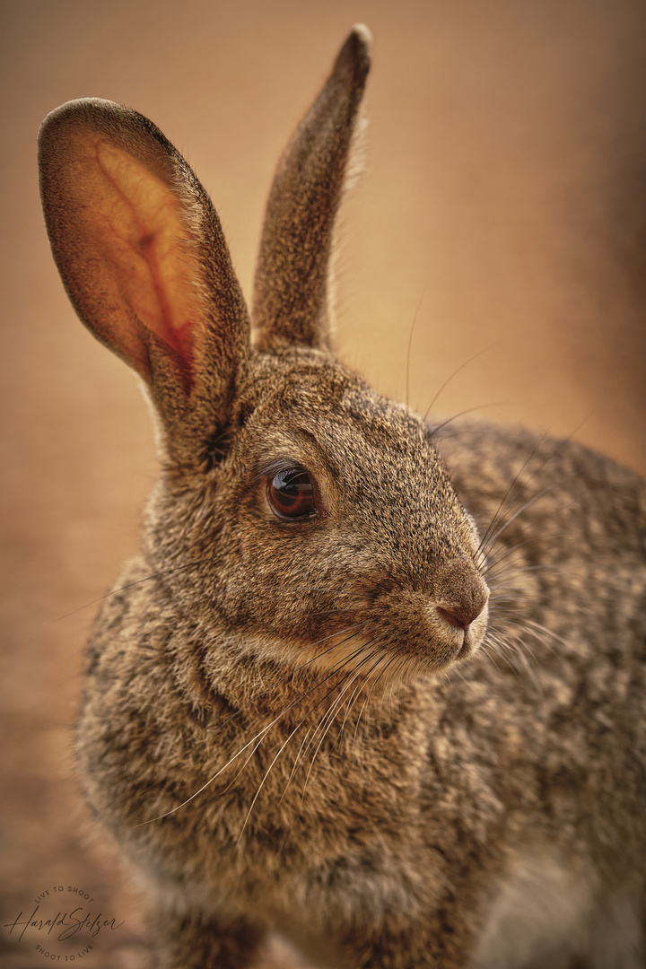 Wildkaninchen Portrait 