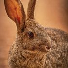 Wildkaninchen Portrait 