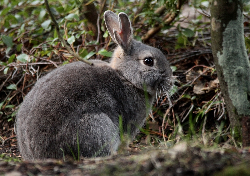 Wildkaninchen Rammler