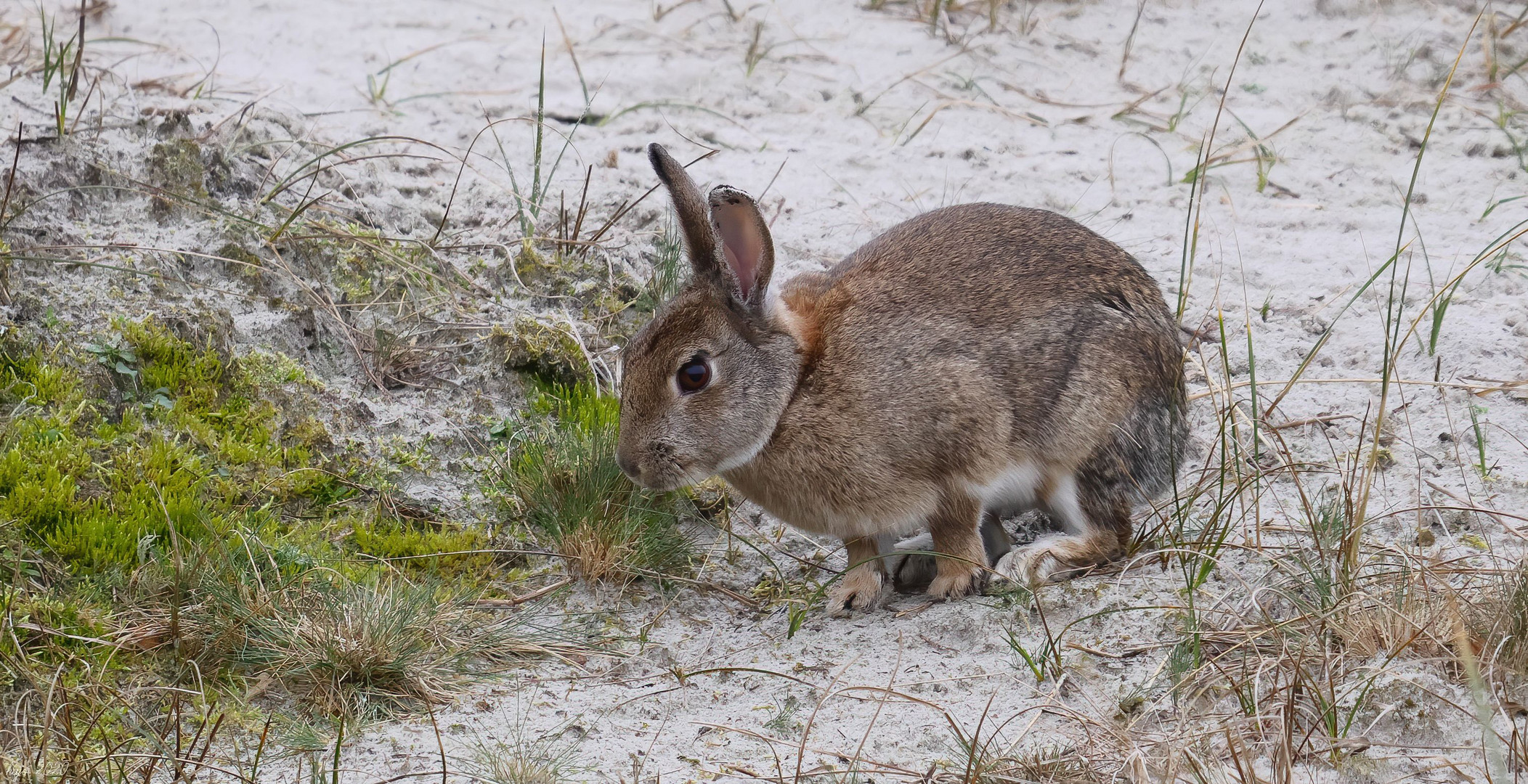 Wildkaninchen sind genügsame Tiere.