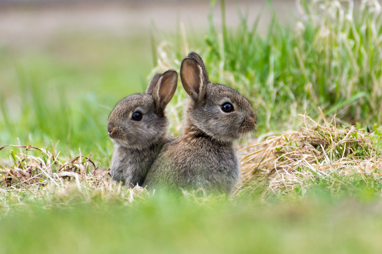 Wildkaninchenbabys Foto & Bild | berlin, natur, tiere Bilder auf