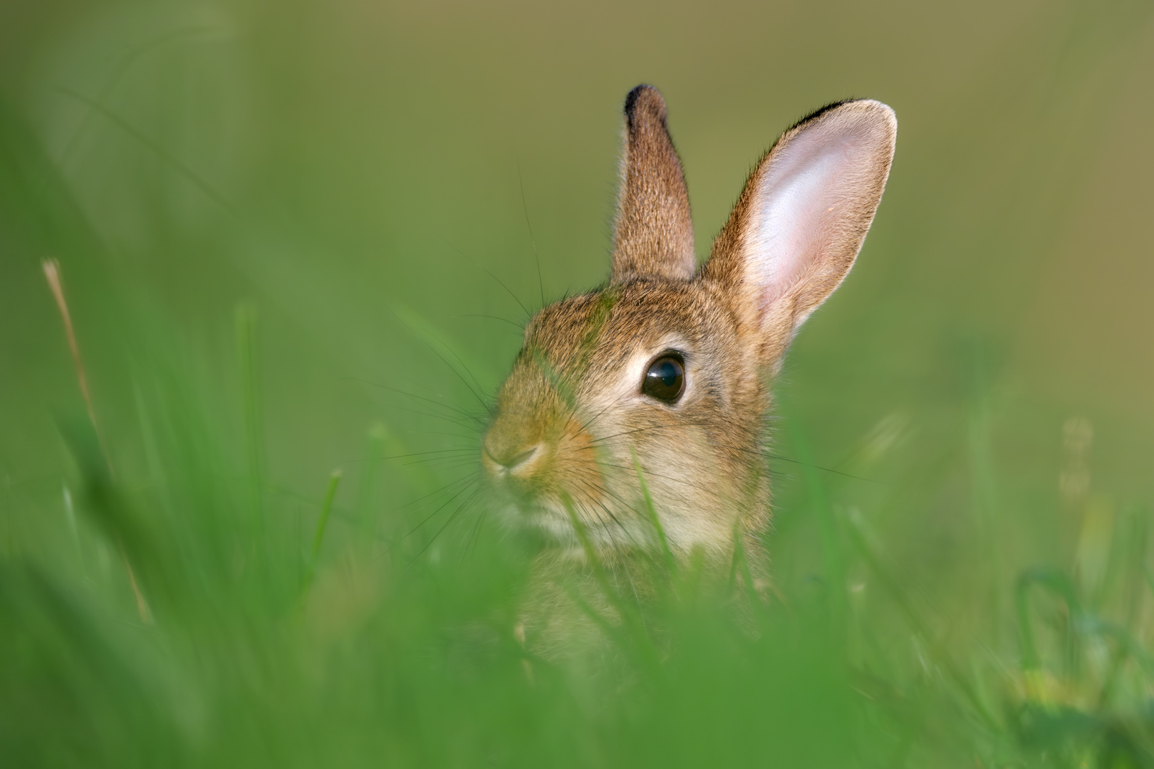 Wildkaninchenportrait