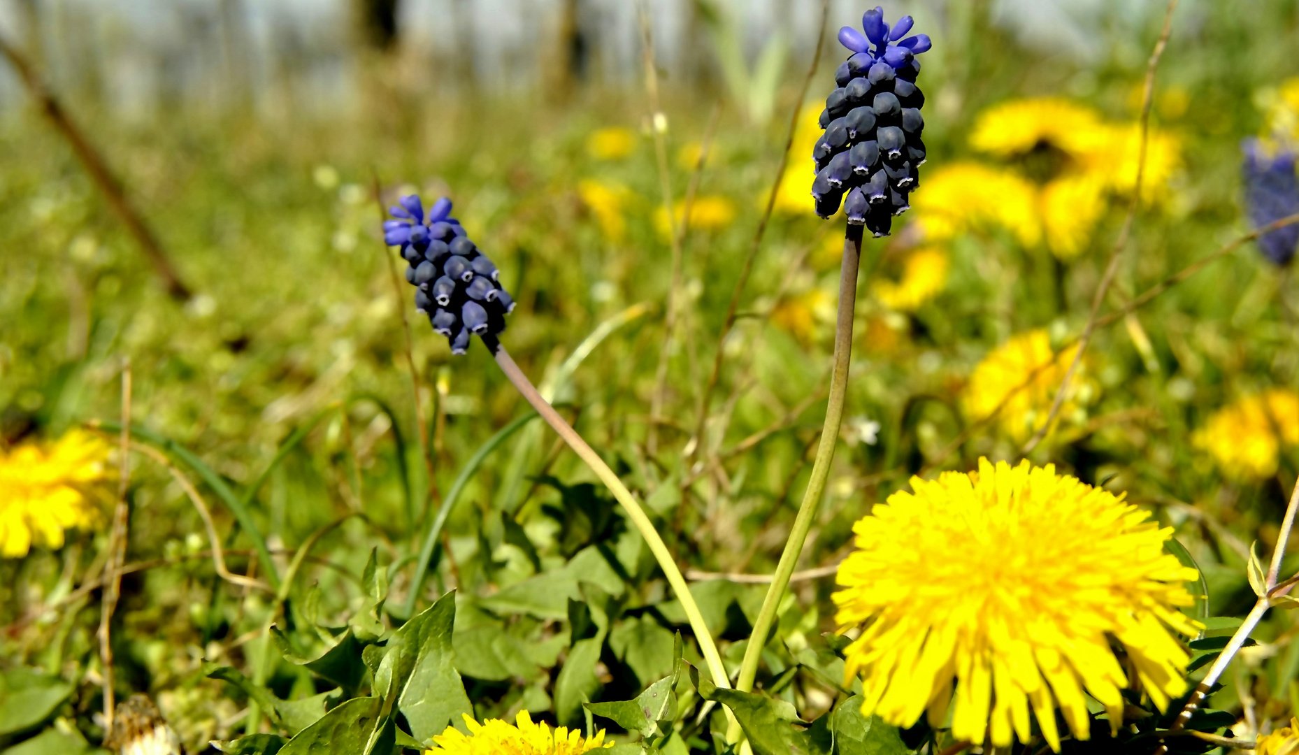 Wildkaninchens Frühstück