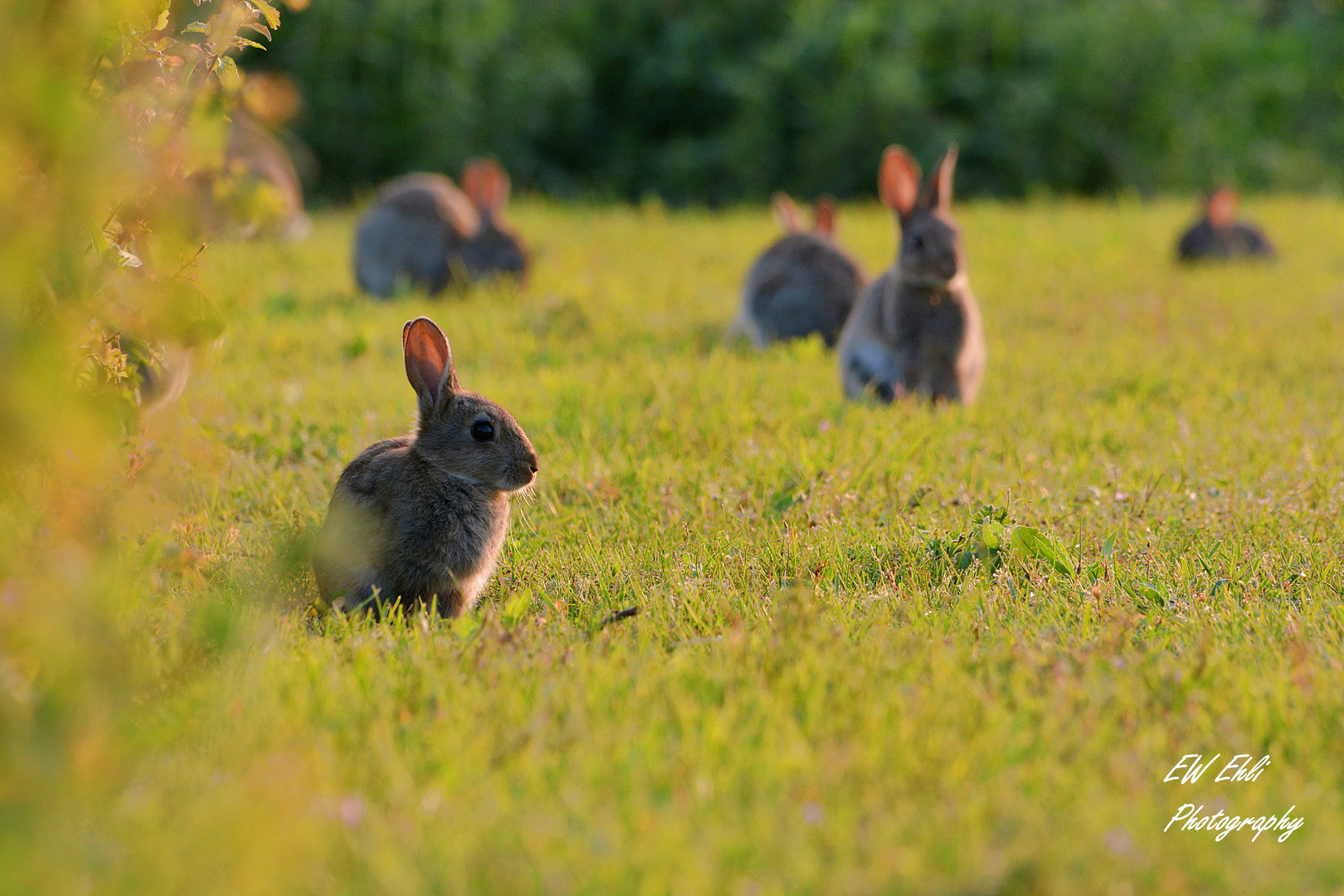 Wildkanninchen Treff...