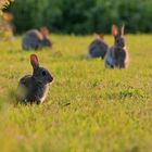 Wildkanninchen Treff...