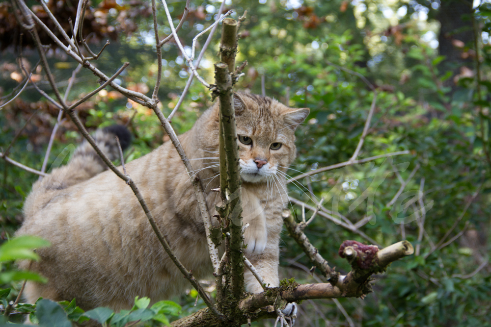 Wildkater im Pfaffengut bei Plauen (1)