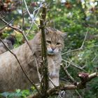 Wildkater im Pfaffengut bei Plauen (1)