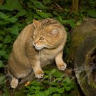 Wildkater im Pfaffengut bei Plauen (2)