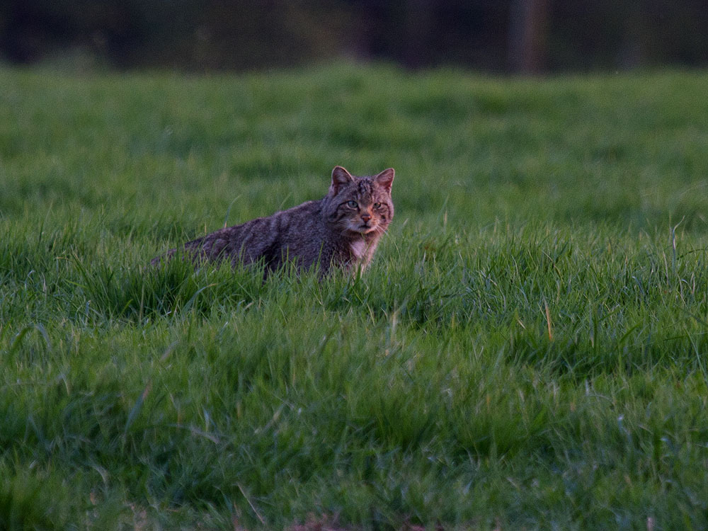 Wildkatze