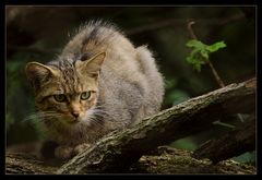 Wildkatze