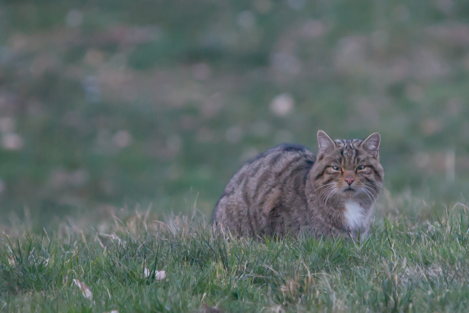 Wildkatze      1         Aufnahme  vom 25.2.2018 