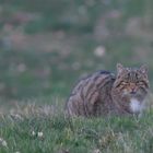 Wildkatze      1         Aufnahme  vom 25.2.2018 