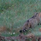 Wildkatze   1    Aufnahme  von Heute