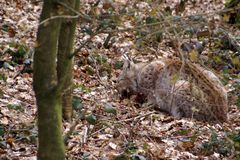 Wildkatze (1) ...