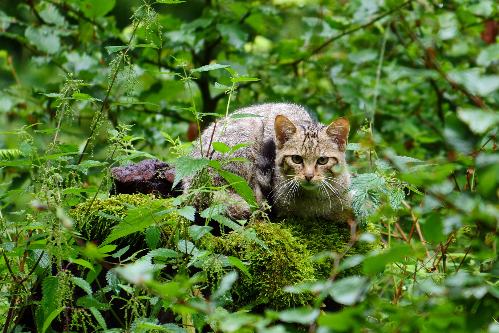 Wildkatze 12.08.2017 in Rüthen